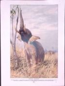 African Elephant & Two Toed Sloths Antique Double-Sided Colour Plate-46