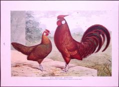 Gold Pencilled Hamburghs & Game Birds Antique 115-Year-Old Double-Sided Colour Plate-4