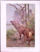 Sambar Indian Large Deer Antique Double-Sided Colour Plate-51