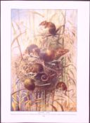 Harvest Mice & Domesticated Yak Antique Double-Sided Colour Plate-54
