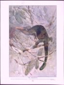 Chameleon & Group of Insects Antique Double-Sided Colour Plate-37