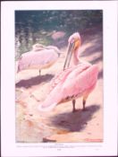 Frigate And Tropic Birds & Pelican Antique Double-Sided Colour Plate-58