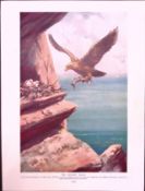 The Golden Eagle & the King Condor Antique Double-Sided Colour Plate-62