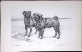 Black Pugs Antique Book Plate Rawdon Lee Modern Dogs 1894-14