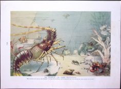 Crawfish, Crustaceans, Cephalopods, Antique Double-Sided Colour Plate-14