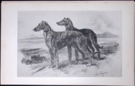 Deerhounds Antique Book Plate Rawdon Lee Modern Dogs 1893-29