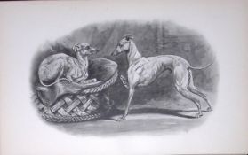 Italian Greyhounds Antique Book Plate Rawdon Lee Modern Dogs 1894-20
