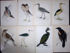 Job-Lot 9 Lloyd's Natural History, Birds Antique 1896 Coloured Prints-16.