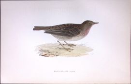 Red Throated Pipit Rev Morris Antique History of British Birds 130 Years-Old Engraving-173