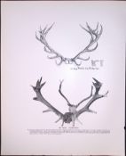 Red Deer Massive Set Of Horns Rare Limited-Edition JG Millais Antique Print.