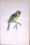 Cirl Bunting Rev Morris Antique History of British Birds 130 Years-Old Engraving-190