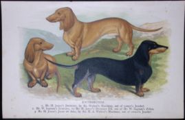 Dachshunds British Dogs by Hugh Dalziel 1889 Antique Coloured Book Plate-3
