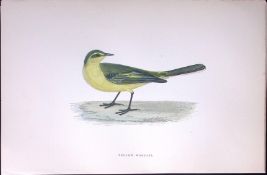 Yellow Wagtail Rev Morris Antique History of British Birds 130 Years-Old Engraving-168
