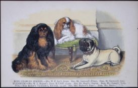 King Charles, Pug, Blenheim Spaniels British Dogs by Hugh Dalziel 1889 Antique Print-16
