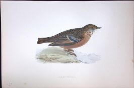 Alpine Warbler Rev Morris Antique History of British Birds 130 Years-Old Engraving-96