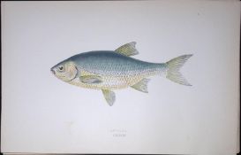 Azurine Fish Scarce Antique 1877 J. Couch Woodblock Engraving-133