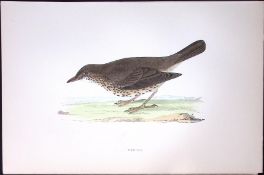 Thrush Rev Morris History of British Birds 130 Yrs-Old AntiqueEngraving-89