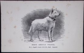 North American Wolfdog British Dogs by Hugh Dalziel 1889 Antique Book Plate-41