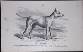 Bull Terrier British Dogs by Hugh Dalziel 1889 Antique Book Plate-50