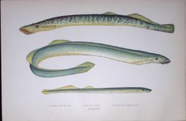 Sea, Silver Lampreys Fish Scarce Antique 1877 J. Couch Woodblock Engraving-157