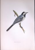 White Wagtail Rev Morris Antique History of British Birds 130 Years-Old Engraving-165