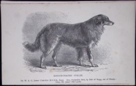 Rough Coated Collie British Dogs by Hugh Dalziel 1889 Antique Book Plate-38