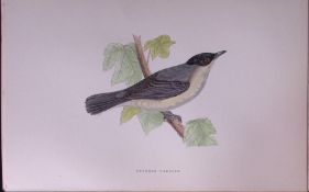 Orphean Warbler Rev Morris Antique History of British Birds 130 Years-Old Engraving-120