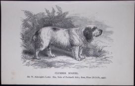 Clumber Spaniel British Dogs by Hugh Dalziel 1889 Antique Book Plate-32