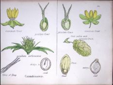 Hemp Plant Botanical Flower Diagram Rare Antique First Edition Illustration-80