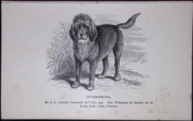 The Otterhound British Dogs by Hugh Dalziel 1889 Antique Book Plate-23