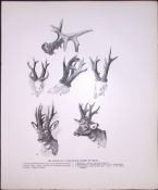 Roe Deer Horns Remarkable Rare Limited-Edition JG Millais Antique Print.