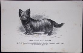 Prick-Eared Skye Terrier British Dogs by Hugh Dalziel 1889 Antique Book Plate-60