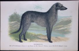 The Deerhound British Dogs by Hugh Dalziel 1889 Antique Coloured Book Plate-2