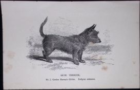 Skye Terrier British Dogs by Hugh Dalziel 1889 Antique Book Plate-63