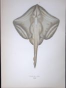 Painted Ray Fish Scarce Antique 1877 J. Couch Woodblock Engraving-104
