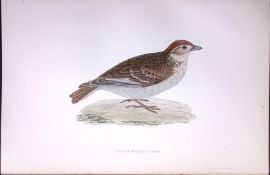 White Winged Lark Rev Morris Antique History of British Birds 130 Years-Old Engraving-177