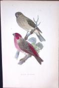 Scarlet Bullfinch Rev Morris Antique History of British Birds 130 Years-Old Engraving-57