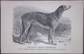 Circassian Orloff Wolfhound British Dogs by Hugh Dalziel 1889 Antique Book Plate-19 This Antique...