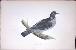 Ring Dove Rev Morris Antique History of British Birds 130 Years-Old Engraving-39