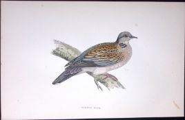Turtle Dove Rev Morris Antique History of British Birds 130 Years-Old Engraving-41