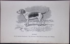 The Beagle British Dogs by Hugh Dalziel 1889 Antique Book Plate-24