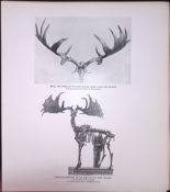 Skeleton Giant Fallow Deer Rare Limited-Edition JG Millais Antique Print.