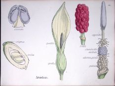 Aroideae Botanical Flower Diagram Rare Antique First Edition Illustration-89