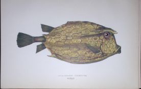 Four Horned Trunkfish Fish Scarce Antique 1877 J. Couch Woodblock Engraving-152