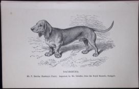 The Dachshund British Dogs by Hugh Dalziel 1889 Antique Book Plate-26