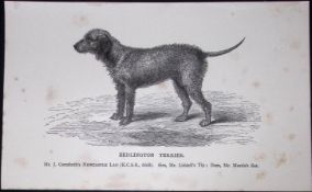 Bedlington Terrier British Dogs by Hugh Dalziel 1889 Antique Book Plate-58