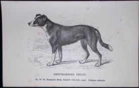 Smooth Coated Colley British Dogs by Hugh Dalziel 1889 Antique Book Plate-39
