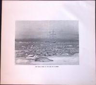 Harp Seals In Floe Ice Limited-Edition J.G. Millais Antique Print.