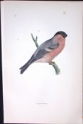 Bullfinch Rev Morris Antique History of British Birds 130 Years-Old Engraving-56