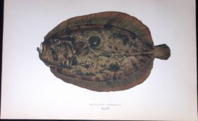 Muller’s Topknot Fish Scarce Antique 1877 J. Couch Woodblock Engraving-169